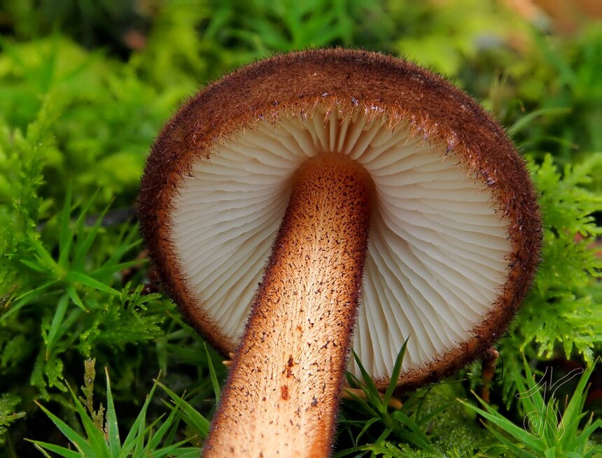 Hymenofor podobny do tego, który widzimy na tarczy. Źródło: www.ohoubach.cz